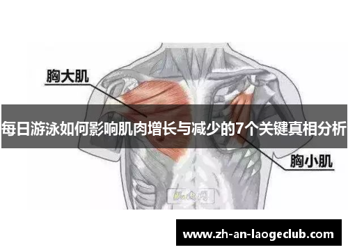 每日游泳如何影响肌肉增长与减少的7个关键真相分析